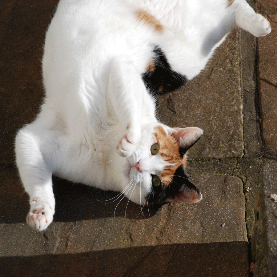 trillian